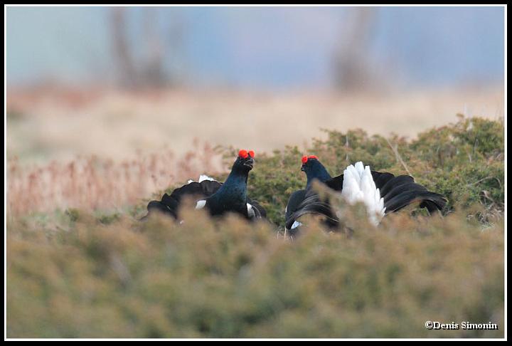 parade de tétras lyres